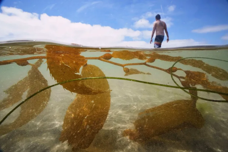 Full speed ahead: California officials allow  plans for the country’s biggest kelp farm